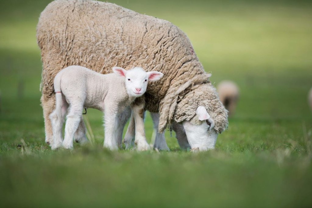 Lamb