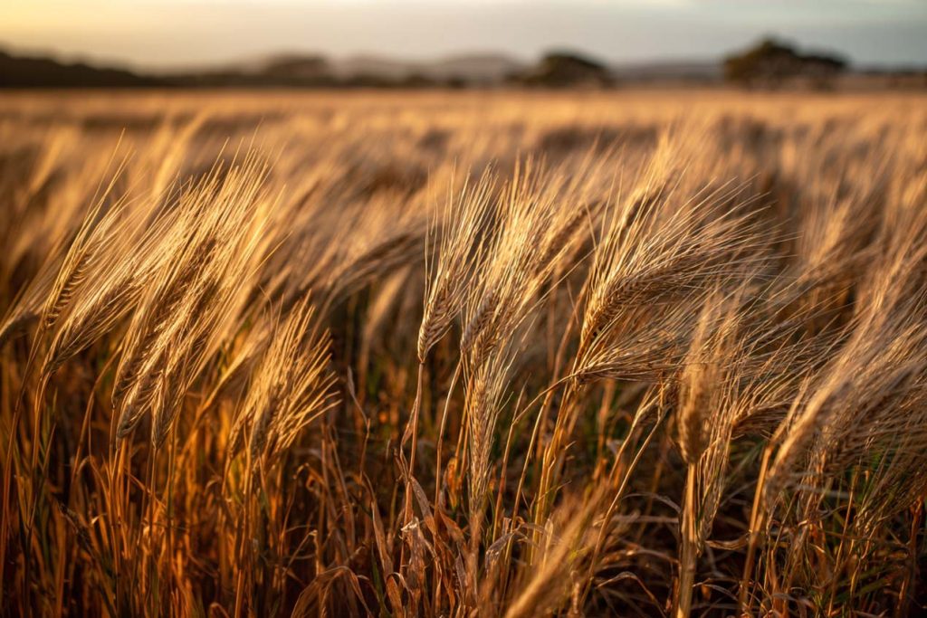 Barley