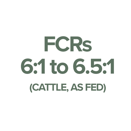cattle FCR