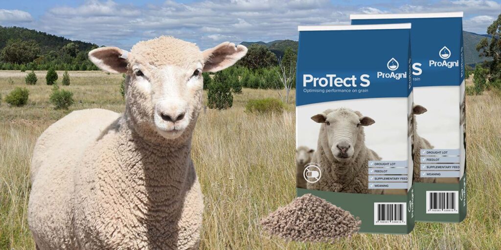 feedlot lamb Protect S
