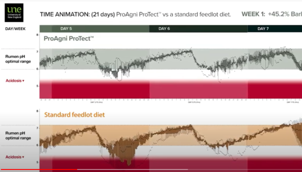 UNE trial, grain transition cattle - ProTect (TM) C Vs a standard feedlot diet (animation) - 21 days