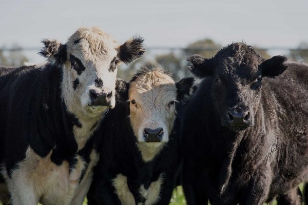 Cattle steers together in a row